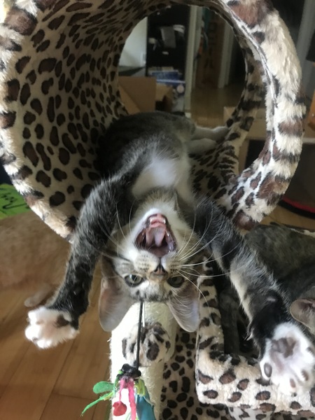 Entry image for Dem. Clicking this image will show a larger photo