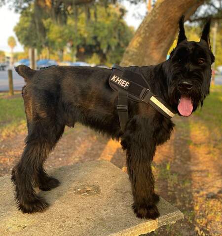 Khief The Giant Schnauzer