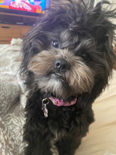 Gracie