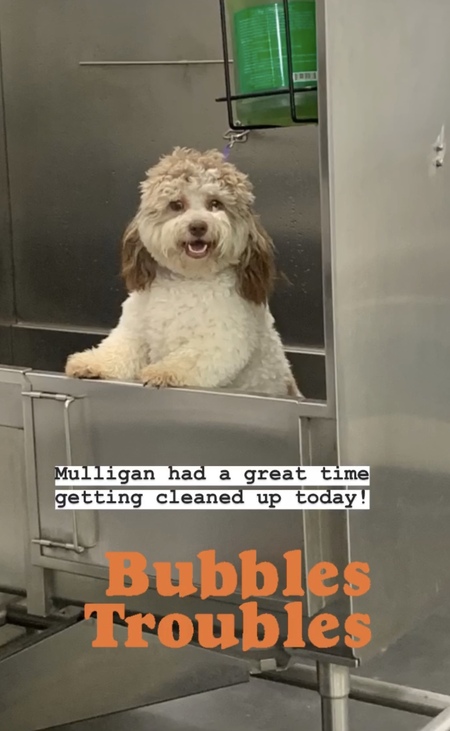 Mulligan