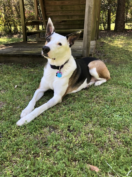 Macie