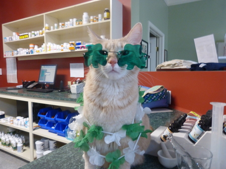 D'artagnan Cashua Veterinary Care