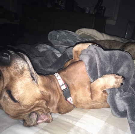 Lil' Man the Mini Dachshund