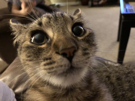 Biscuit