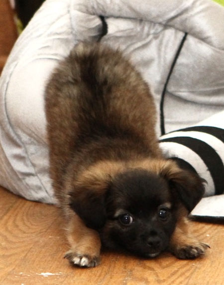 Molly Bear