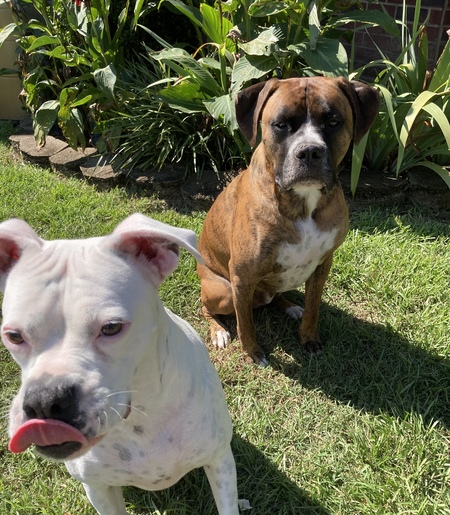 Kookie and Duke