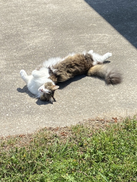 Queen Isabella 