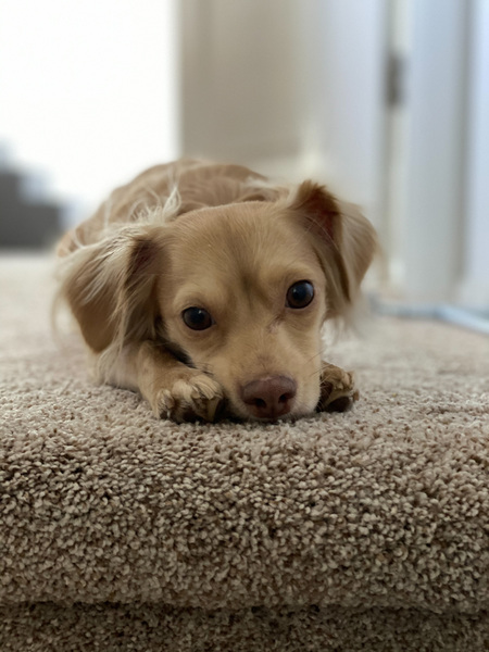 Lulu
