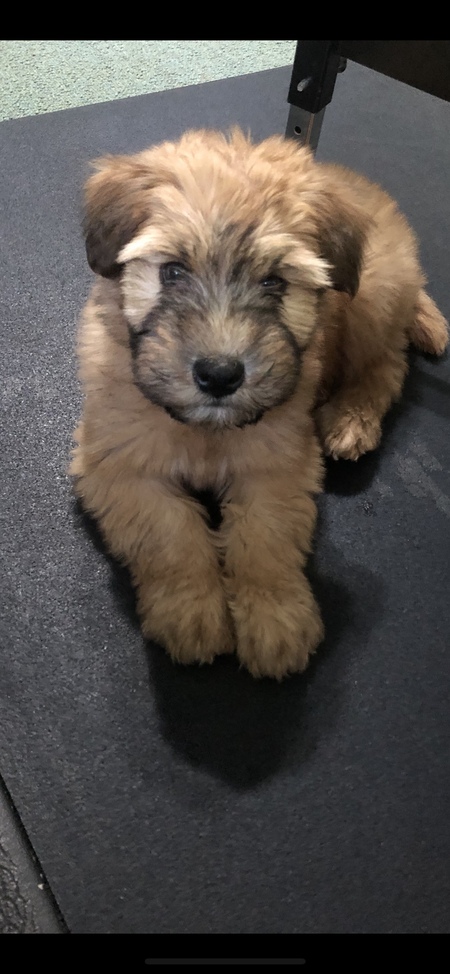 Lucy