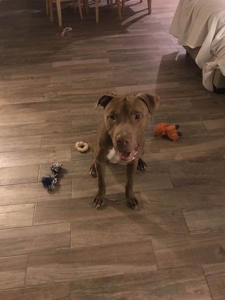 Zeus