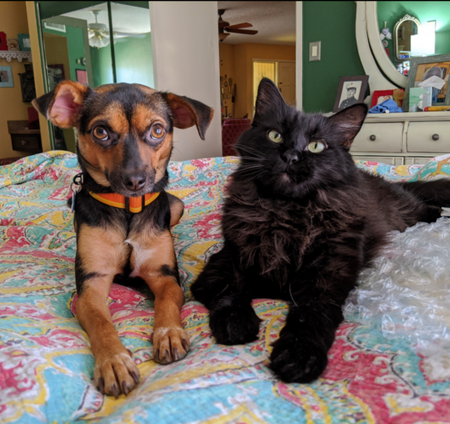 Waffles & Frankie