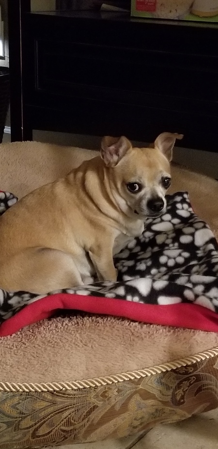 Wilbur
