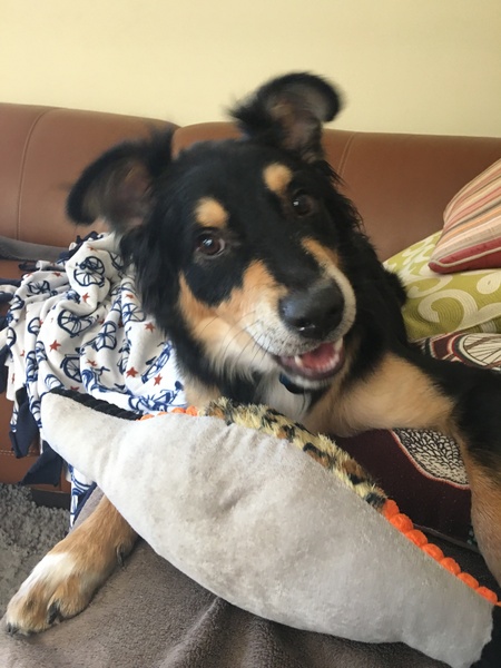 Frankie