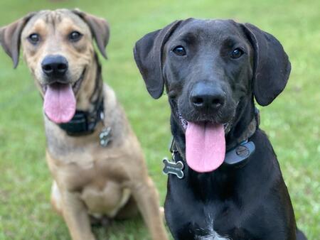 Copper & Moose