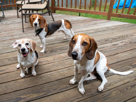 Watson, Luther and Dex