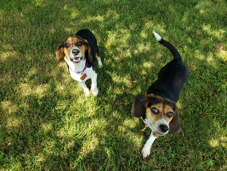 Hannah (Left) & Flo (Right)