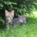 Entry image for Stormy & Nicci