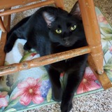 Entry image for Bella