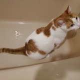 Entry image for Buddy