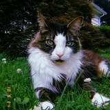 Entry image for Kitty