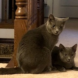 Entry image for Cleopatra & Graycie 