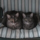 Entry image for Flora (left) and Sparkle