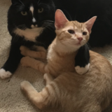 Entry image for Benjamin and Bebe