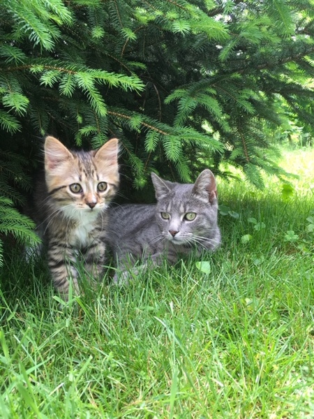 Entry image for Stormy & Nicci. Clicking this image will show a larger photo