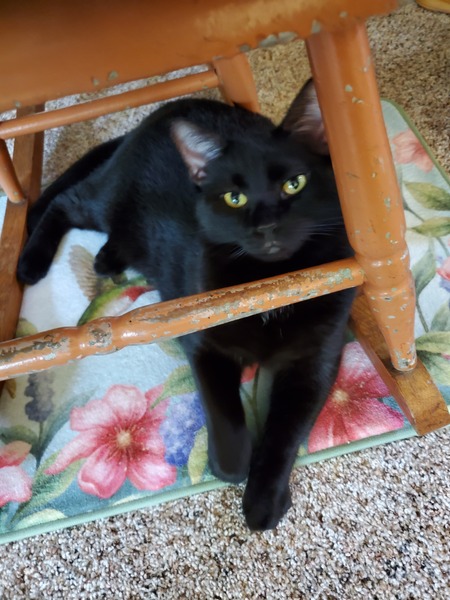 Entry image for Bella. Clicking this image will show a larger photo
