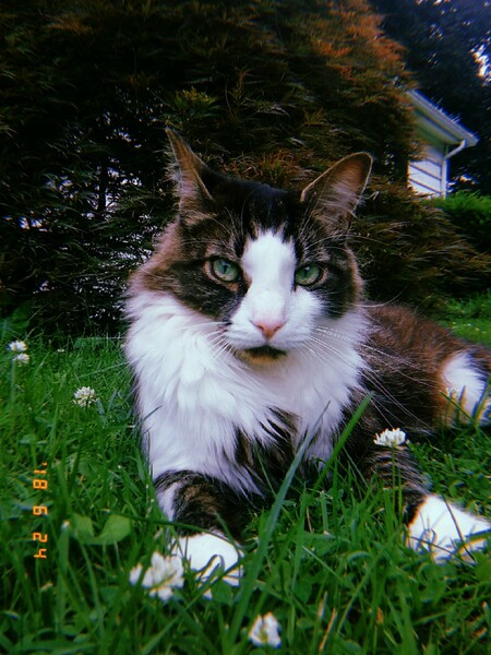 Entry image for Kitty. Clicking this image will show a larger photo