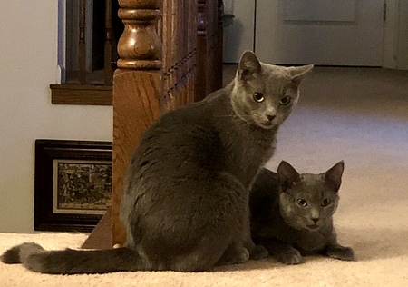 Entry image for Cleopatra & Graycie . Clicking this image will show a larger photo