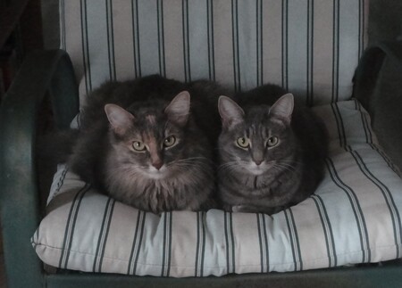 Entry image for Flora (left) and Sparkle. Clicking this image will show a larger photo