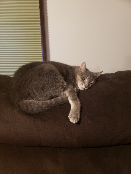 Entry image for Lucy. Clicking this image will show a larger photo