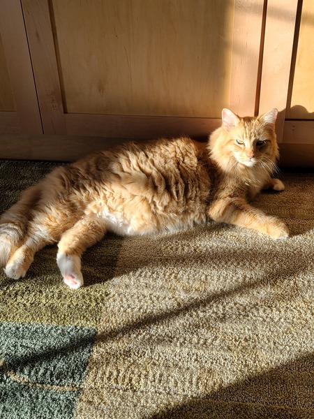 Entry image for Lewi the Lion. Clicking this image will show a larger photo