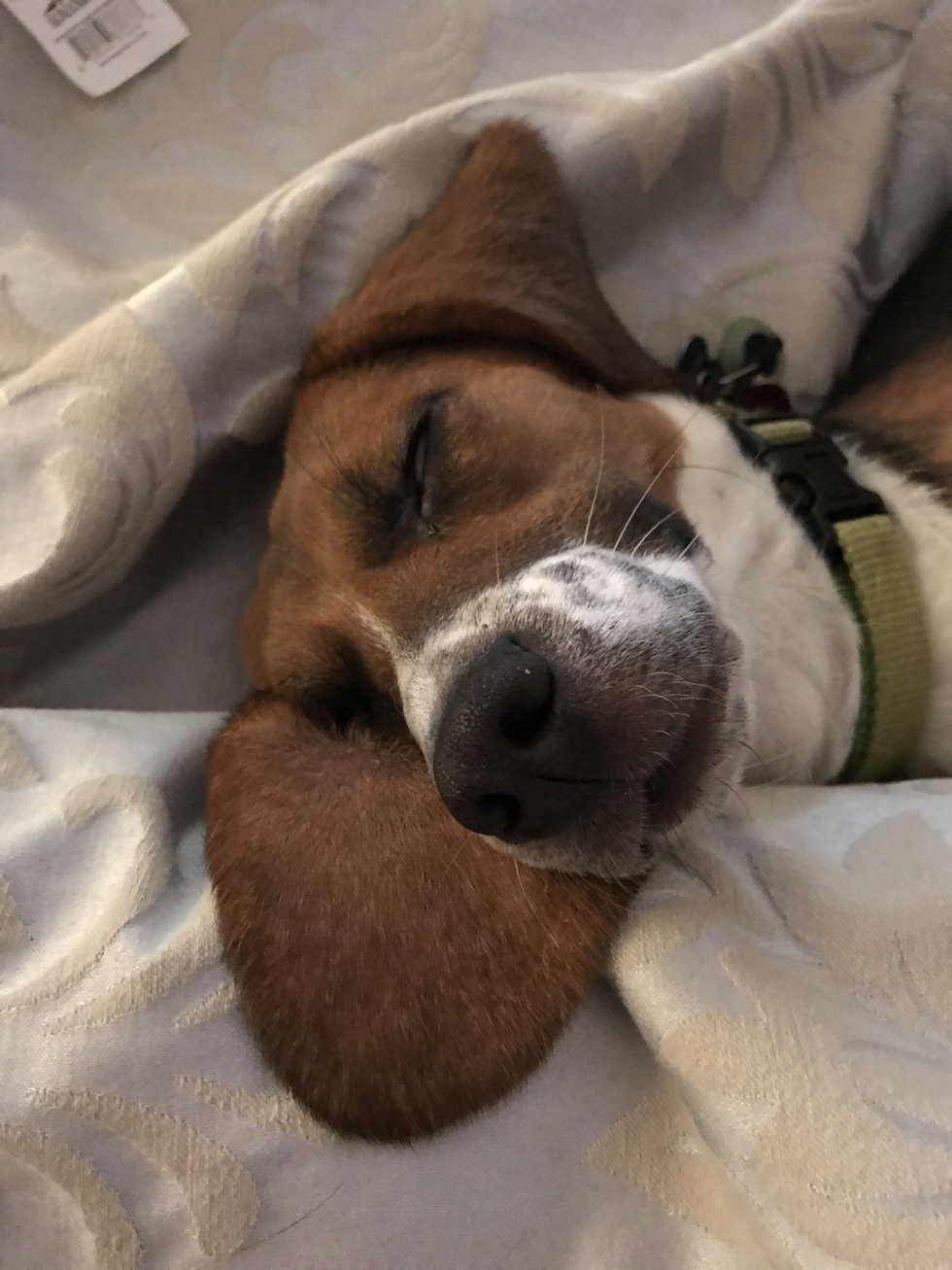 Download Vote for Winnie | 2021 Northeast Coonhound Rescue Calendar ...