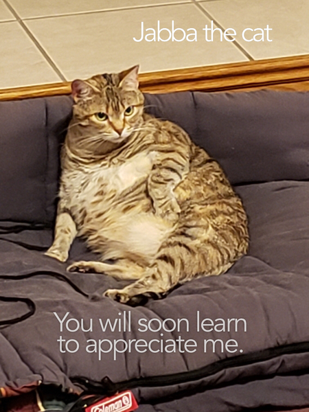 Jabba the Cat