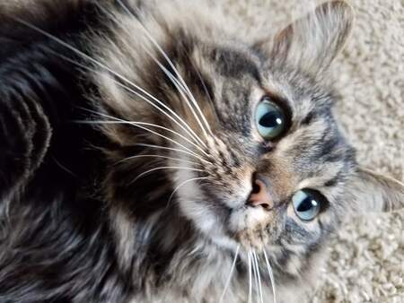 Henrietta 