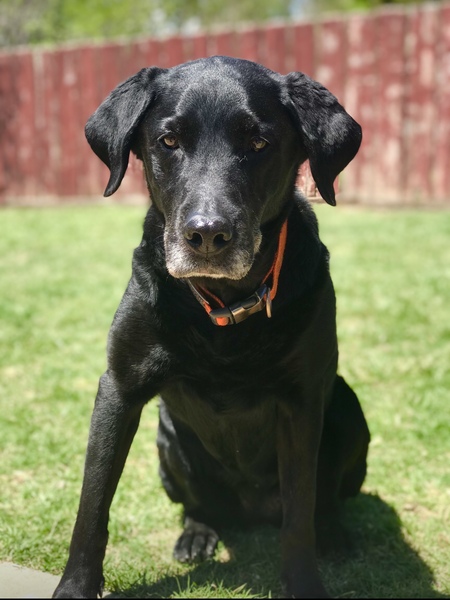 Gracie