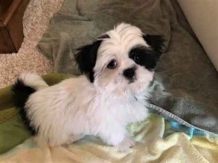 Entry image for San Lucas. Clicking this image will show a larger photo