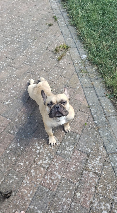 Meeko