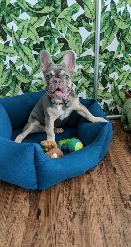 Luxury Louie