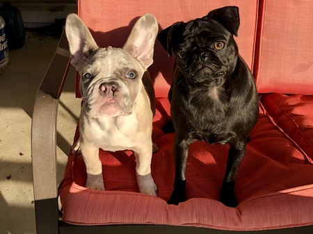 Inkberry and Gidget 