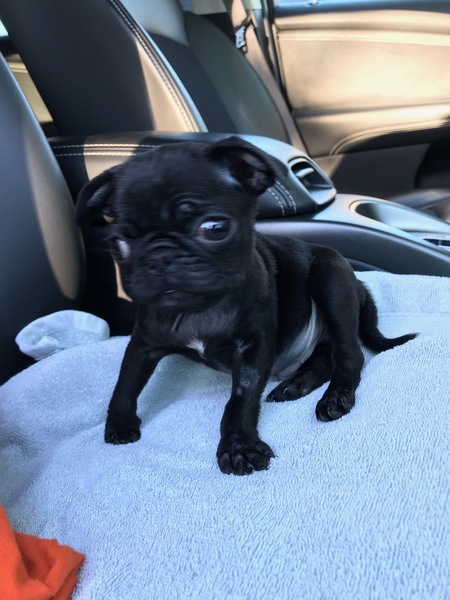 Winston