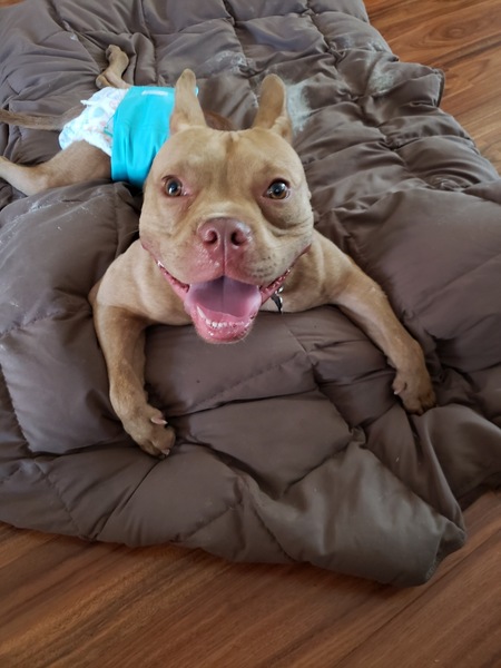 Pancake aka "The Beef"