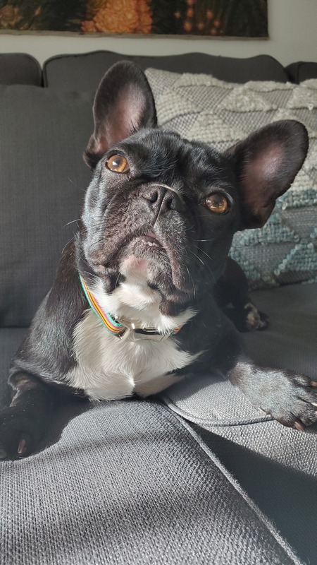 Lulu Bean