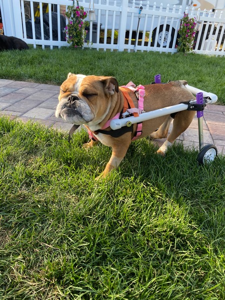Billie Lilybug