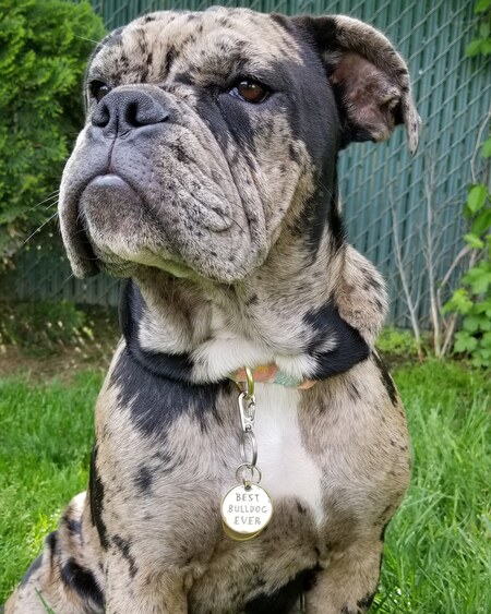 Rhea la Reina