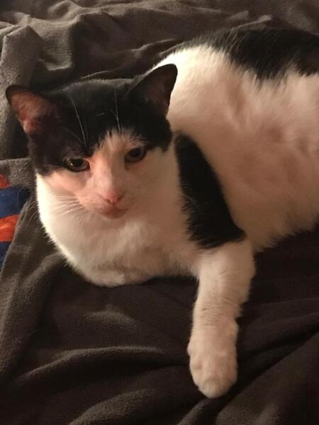 BELLA