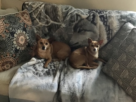 Lucas and Lilac