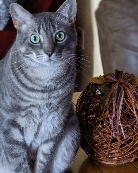 Leo